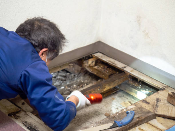 Woodmont, CT Mold Removal Company