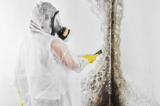 Best Local Mold Removal Service  in Woodmont, CT