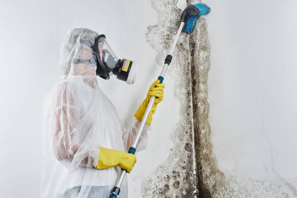 Certified Mold Removal in Woodmont, CT