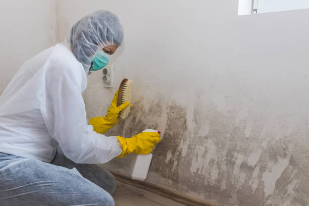 Best Fast Mold Removal  in Woodmont, CT