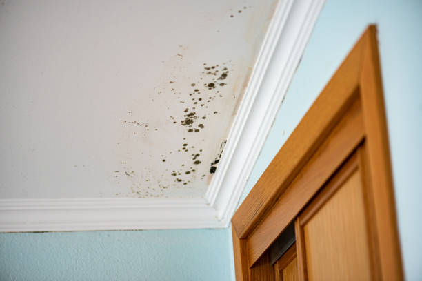 Best Home Mold Removal  in Woodmont, CT
