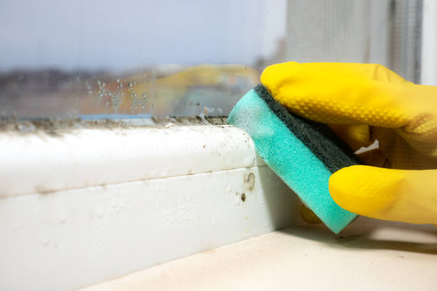 Woodmont, CT Mold Removal Company