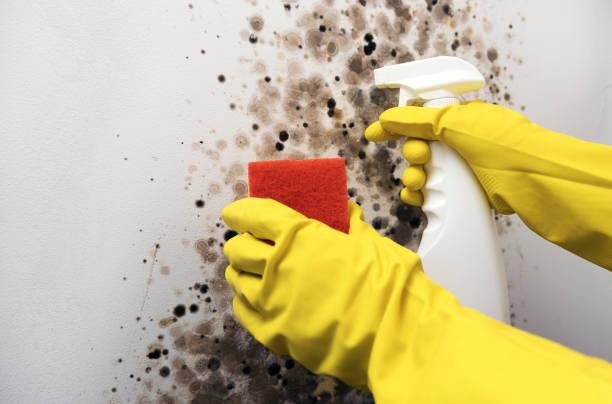 Best Attic Mold Removal  in Woodmont, CT