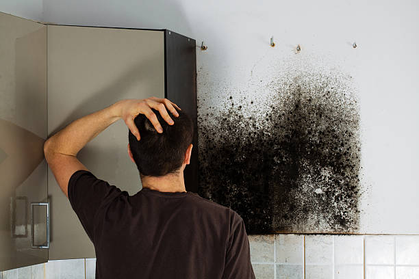 Best Commercial Mold Removal  in Woodmont, CT