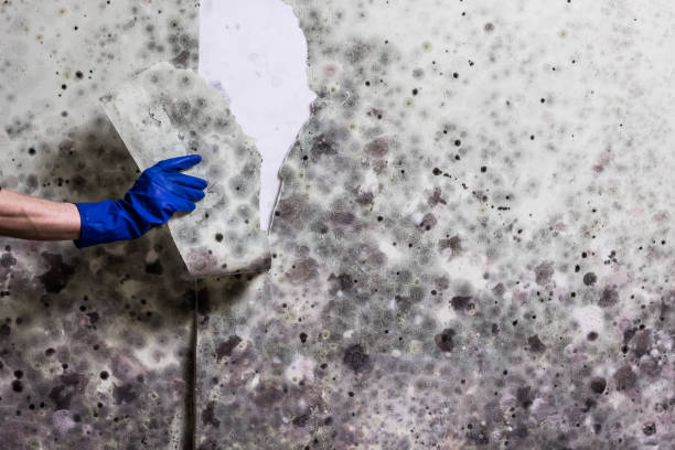 Best Affordable Mold Removal  in Woodmont, CT