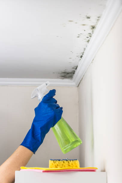 Best Emergency Mold Removal  in Woodmont, CT