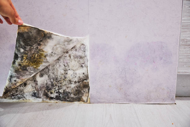 Mold Removal and Inspection in Woodmont, CT
